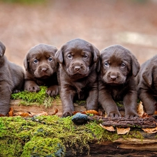 Dogs, Brown, Labradors Retrievers, puppies