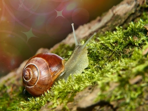 Moss, Brown-lipped snail, snail