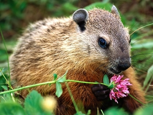 nutria, Fur, Flower, Brown