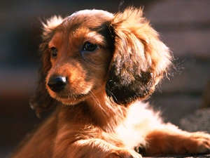 small, puppie, dachshund, Brown
