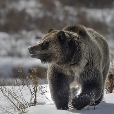 Brown bear, winter