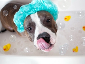 Tounge, Puppy, toys, Bubbles, cap, Amstaff