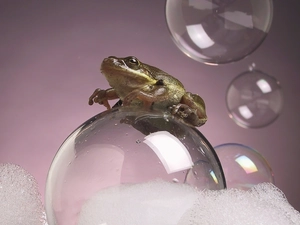 Foam, strange frog, bubbles