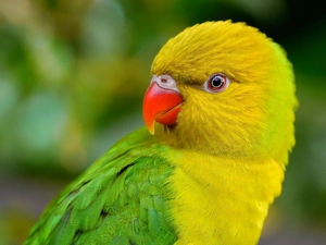Budgerigar, Green, parrot