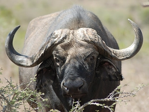 buffalo, african