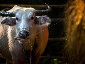 buffalo, horns, Hay