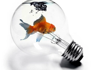 bulb, Fish, ##