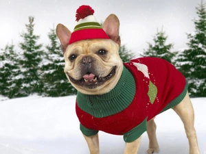 Buldog, winter, Dressed