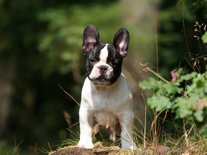 Buldog, french