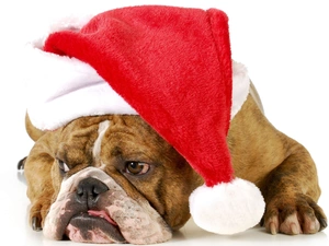 Buldog, dog, Santa