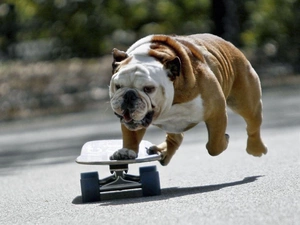 Buldog, skate