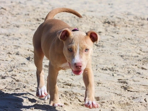 Beaches, dog, Pit Bull