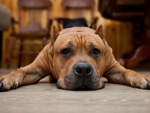 Pit Bull Terrier, lying, dog