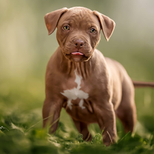 Pit Bull Terrier, dog, Puppy