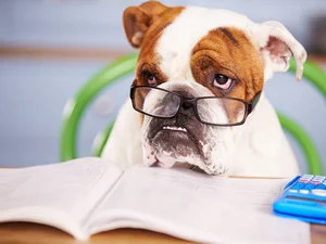 Calculator, Book, English Bulldog, Glasses, dog