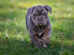 grass, Puppy, English Bulldog