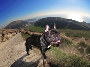 French Bulldog, grass, Sky, Way