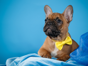 Loop, Puppy, French Bulldog