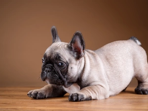 Puppy, dog, French Bulldog