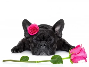 roses, dog, French Bulldog