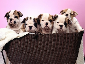 Bulldogs, basket, puppies