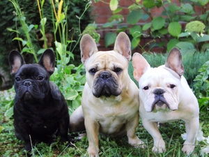 Three, Garden, Plants, Bulldogs