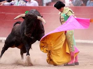 bullfighter, Bull
