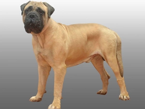 Bullmastiff