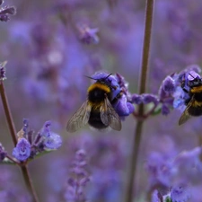 insects, purple, Flowers, Bumblebees