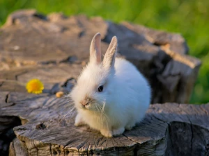 White, Bunny, trees, viewes, trunk