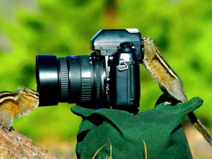 Camera, Two cars, Burunduki