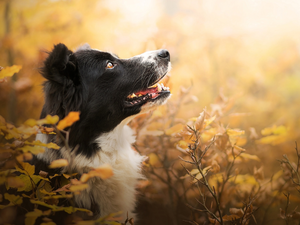 Bush, Leaf, Border Collie, muzzle, dog