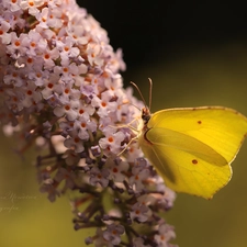 butterfly bush, butterfly, Gonepteryx rhamni