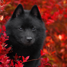 Red, Bush, dog, Schipperke, Black