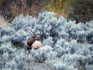 Bush, deer, frosty