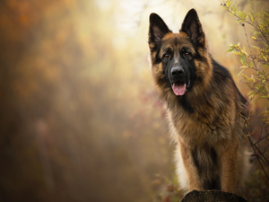 dog, muzzle, Bush, German Shepherd