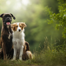 Bush, grass, boxer, Border Collie, Dogs