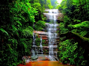 Bush, waterfall, water