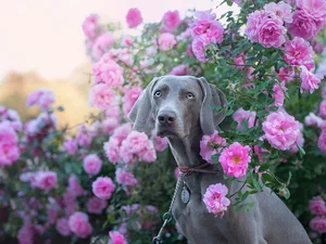 roses, Bush, Weimaraner, Flowers, dog