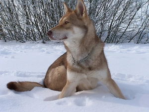 Bushes, Saarlooswolfhond, snow