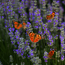 Flowers, butterflies, Painted Lady, lavender