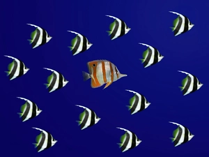 fishes, butterflies, Pensetnik dwuoki, Coral