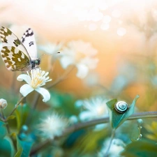 snail, blurry background, butterfly, Bielinek Rukiewnik, Flowers