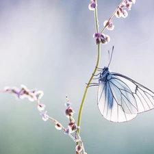 blur, butterfly, Black-veined White