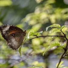 Brown, twig, Leaf, butterfly