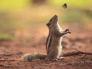 butterfly, squirrel, Chipmunk