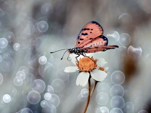 Close, Flower, butterfly, White