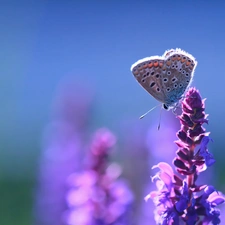 Colourfull Flowers, Dusky, butterfly