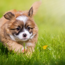 honeyed, grass, butterfly, puppie