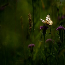 butterfly, Flowers, Thistle